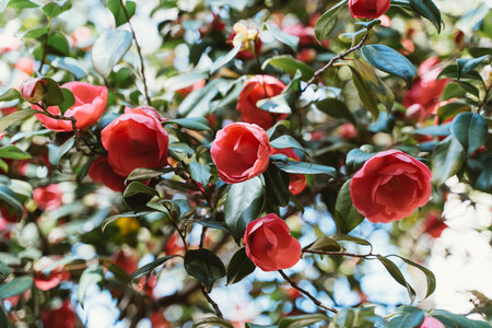 flowers of blooming camelliaの写真素材