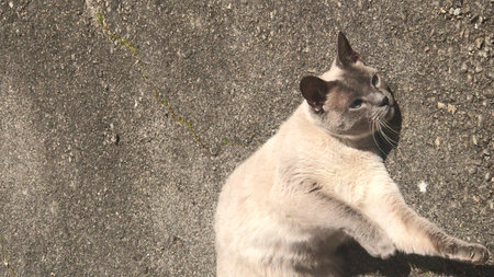 Smoky Colored Cat lies on Gray Asphalt. Cat in the cityの写真素材