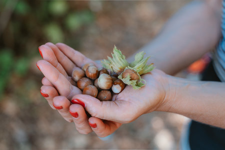 Female hands holding hazelnuts picked from a treeの写真素材