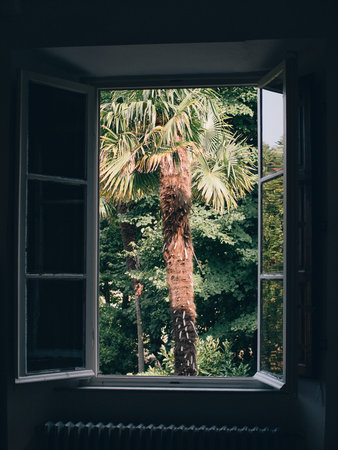 Scenic view through an open window showcasing a lush palm tree. The greenery provides a refreshing...