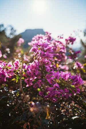 Sunlit bougainvillea flowers with purple blooms in a vibrant garden setting during daytime. The sunlight enhances the vividness of the flowers, creating a picturesque natural sceneの写真素材