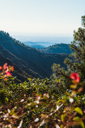 Captivating view of verdant mountains extending towards a distant horizon. Foreground features vibrant foliage and red flowers, offering a stunning natural landscapeの写真素材