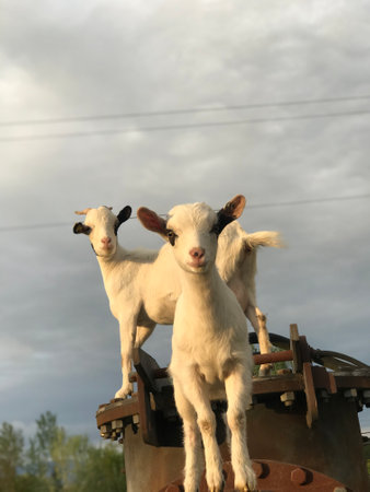 Young goats standing on industrial equipment, appearing curious and playful. Set against a cloudy sky background, the animals showcase natural curiosity and adventureの写真素材