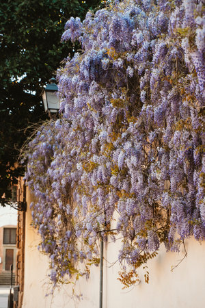 Dense clusters of lavender wisteria cascade over a stone wall, enhancing the outdoor environment with vibrant color and texture.の写真素材