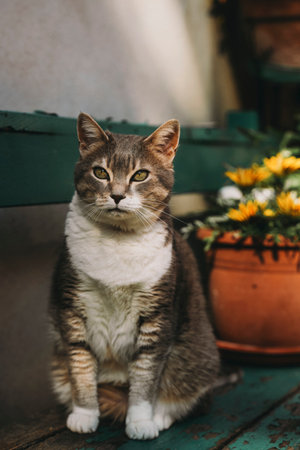 Domestic tabby cat sitting calmly on a garden bench next to a flower pot with yellow blooms. The cat's relaxed posture and alert expression highlight its serene surroundingsの写真素材