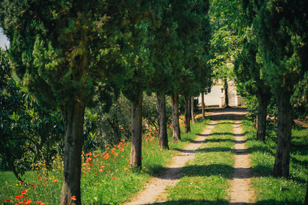 Peaceful tree-lined path with vibrant flowers, creating a serene and natural environment. Tall trees form a shaded avenue leading toward a distant building amidst greenery.の写真素材