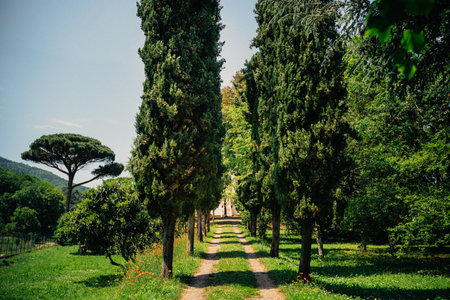 Scenic view of a narrow pathway lined with tall cypress trees in a lush green landscape. Bright clear sky and distant hills enhance the sense of tranquility and natural beautyの写真素材