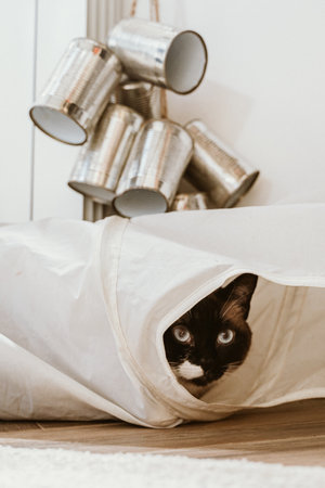 A black and white cat with bright eyes peeks out from a canvas tunnel, surrounded by shiny tin cans...