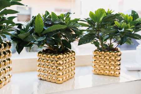 Stylish golden planters adorn a white surface, showcasing lush green foliage, creating a sophisticated indoor garden setting. Perfect for adding elegance to any interior spaceの写真素材