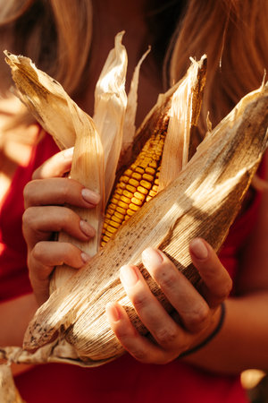 Close-up of hands gently peeling back the husk of a ripe corn cob, revealing vibrant yellow kernels. The natural setting emphasizes a connection to agriculture and harvest.の写真素材