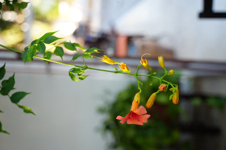 Trumpet vine blossom standing out with its vivid orange color against a blurred background. The flower blooms vibrantly, showcasing its natural beauty and intricate design.の写真素材