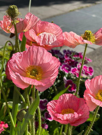 Bright pink poppies bloom vibrantly in a sunny garden setting surrounded by green leaves and other flowers. The image captures the delicate texture and vivid color of the petals.の写真素材
