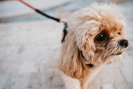 Adorable Poodle on Leash Enjoying a Walk Outdoorsの写真素材