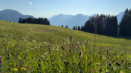 Meadow filled with wildflowers under bright sunlight, with distant mountain ranges and lush forests in the background, capturing the serene beauty of an alpine landscape.の写真素材
