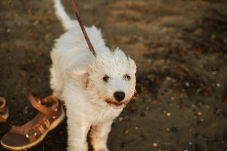 Fluffy white puppy on a sandy beach, leash in the wind, beside sandals, appearing joyful and carefree, enjoying the breezy day. Its playful expression captures a joyful moment.の写真素材