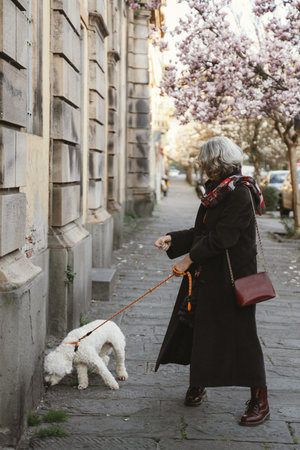 Woman walking her dog along a street adorned with blooming magnolia blossoms. The peaceful...
