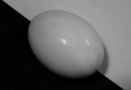 Chicken egg on a white and black backgroundの写真素材