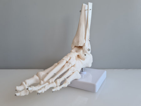 Medical anatomy of foot skeleton. Disease structures of foot and toes conceptの写真素材