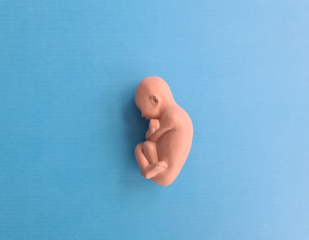 Stages of growth of human child for nine months of development of stage of pregnancy. fetus baby backgroundの写真素材