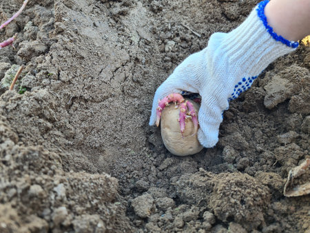 Woman manually plants potato tubers in ground. Early spring preparation for garden season. seed potatoesの写真素材