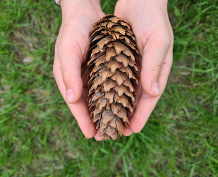 Child holds pine cone in hands in forest. nature and child
