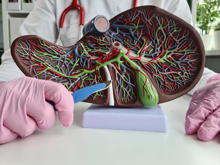 Human liver model fibrous cirrhotic and cancerous. Liver surgery and scalpelの写真素材