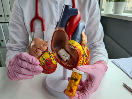Doctor holds anatomical model of heart and pills in handsの写真素材