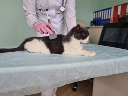 Cat undergoes ultrasound in veterinary clinic conceptの写真素材