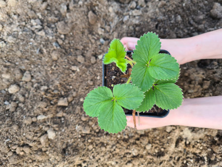 Baby girl hands touching green small strawberry plant on dark black ground background in gardenの写真素材