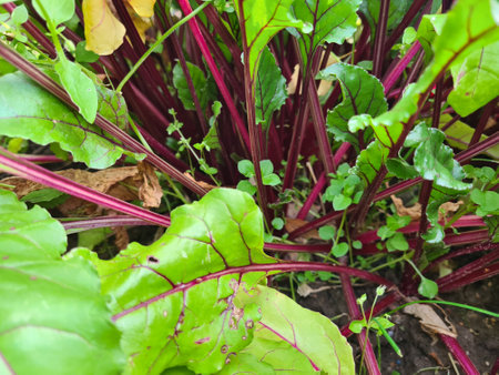 Young fresh beet leaves. Beetroot plants in a row from close distance