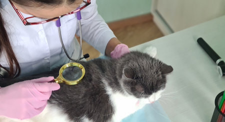 Veterinarian medical examination of a cat through a magnifying glass in clinic. Trichoscopy in cats...