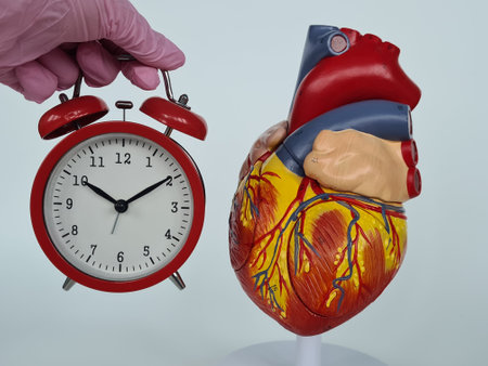 Doctor holds alarm clock near scientific heart model in hospital. Detailed anatomy of human organ...