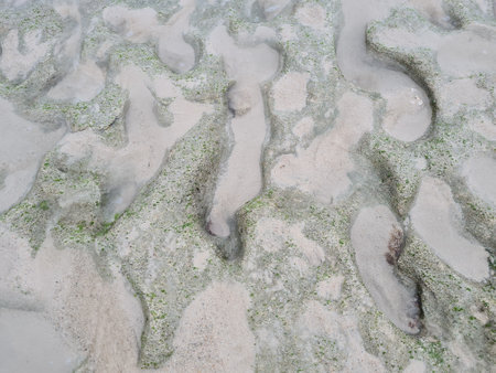 Sand texture of a coral reef beach in Indonesia. Sea coral background with sandの写真素材