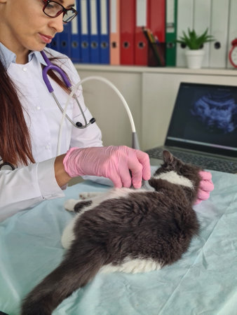 Cute cat undergoes ultrasound in veterinary clinic. Ultrasound of internal organs in animalsの写真素材