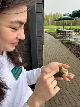 Phylloscopus trochilus willow warbler sitting in hand. Sparrow small bird on hand