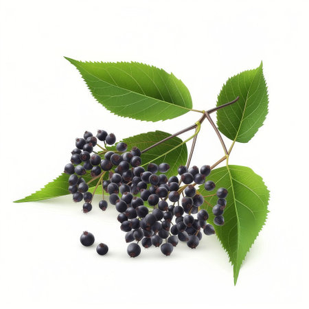 A group of black berries with green leaves, showing the beauty of a terrestrial plant and its fruits. This image captures the essence of natural foods and the artistry of a flowering plantの素材