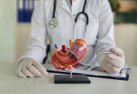 Doctor examines anatomical stomach model in clinical setting while discussing health and digestive functionsの写真素材