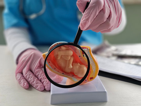 A doctor looks at a model of a human embryo using a magnifying glass during an educational session at a clinicの写真素材