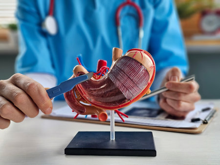 Surgeon held scalpel over anatomical model of human stomachの写真素材