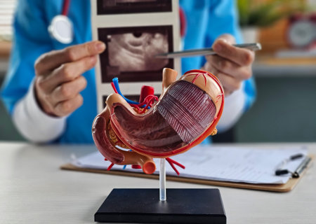 Doctor examines stomach model and ultrasound image. Stomach ulcers, intestinal cysts and oncology and examinationの写真素材