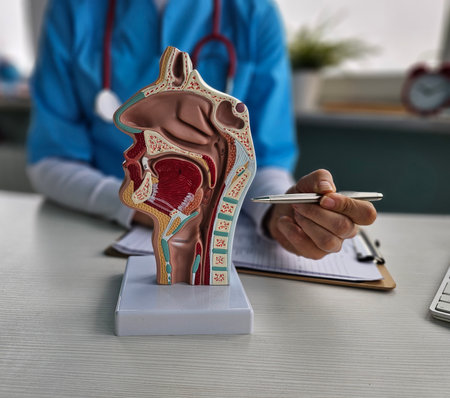 Doctor and anatomy of the nasopharynx. Diseases of the throat, nose and thyroid gland and medicationsの写真素材