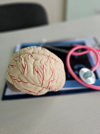 Educational model of human brain displayed with stethoscope on a table in a medical setting