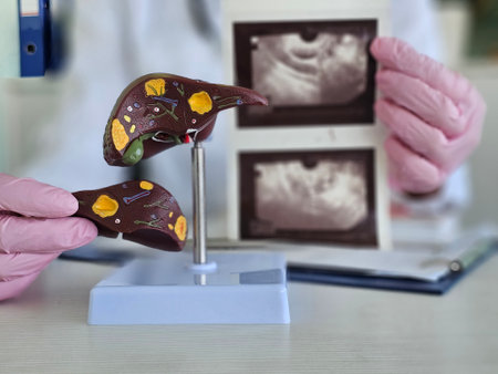 Medical professional examines liver model while referencing ultrasound images in a clinical settingの写真素材