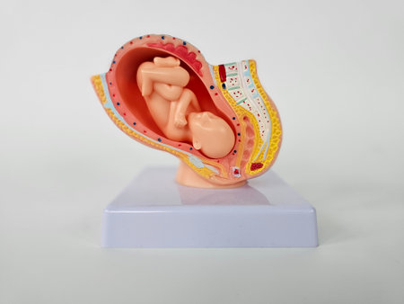 Women fetus closeup. Protect growth of embryo from viruses. Concept of trust and love. Help Preserve Life and Fertility.の写真素材