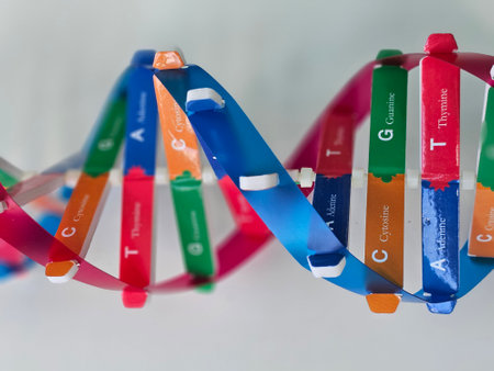 Colorful model of DNA showing base pairs and structure for educational purposes in biology classの写真素材