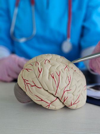 Medical professional demonstrates brain model with blood vessels in laboratory settingの写真素材