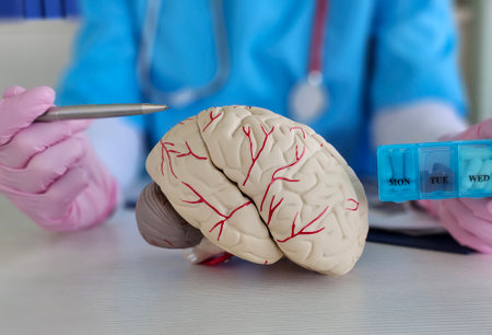 Medical professional examines a brain model during a health demonstration in a clinical settingの写真素材