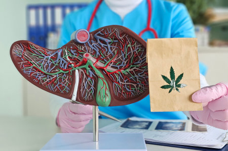 Cannabis and the liver with gall bladder. Marijuana Positive and negative effects of marijuana smoking on the human liver, hepatobiliary system, diseases of the biliary tractの写真素材