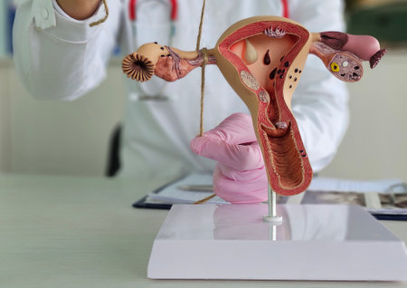 Closeup of doctor gynecologist ligates fallopian tubes on female reproductive system example, explain to patient. Gynecology, medicine, diagnostic conceptの写真素材