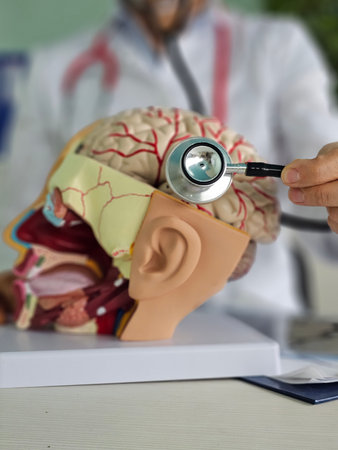 Medical professional examines a brain model using a stethoscope in a clinical setting